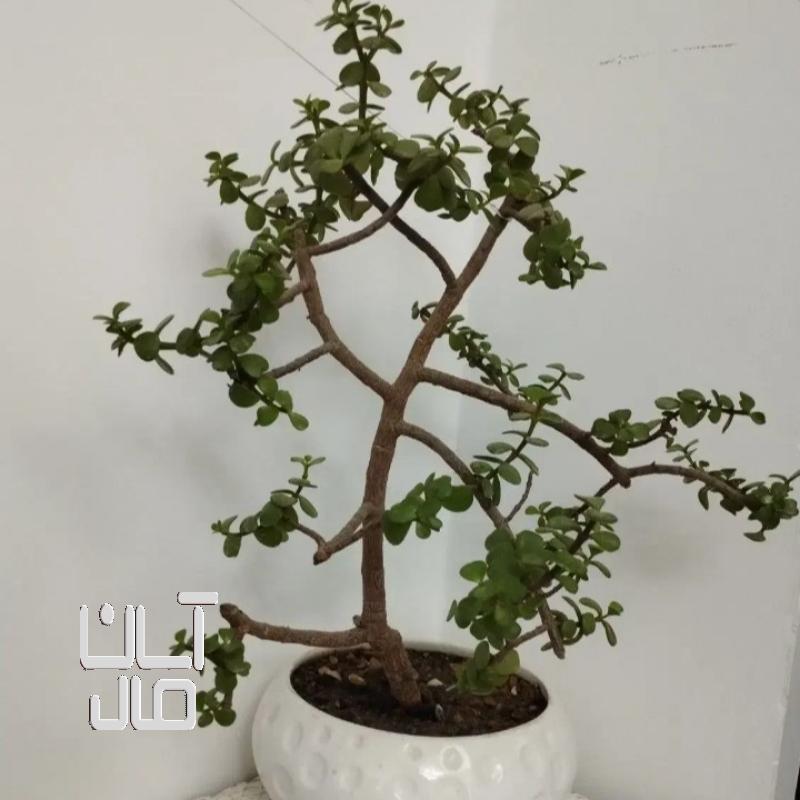 درختچه خرفه