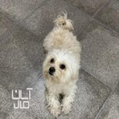 سگ پاپی سفید
