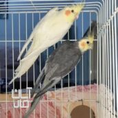 یک جفت عروس هلندی