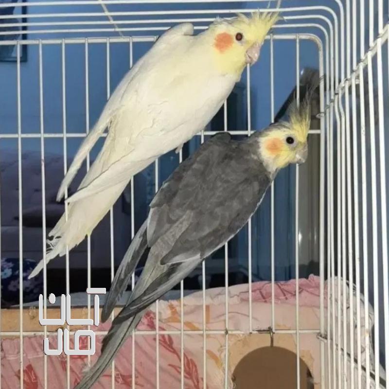 یک جفت عروس هلندی