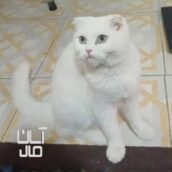 گربه اسکاتیش سفید