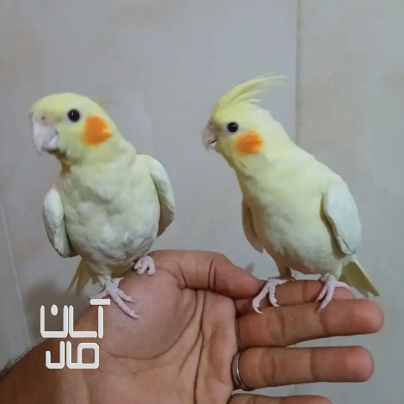 یک جفت عروس هلندی