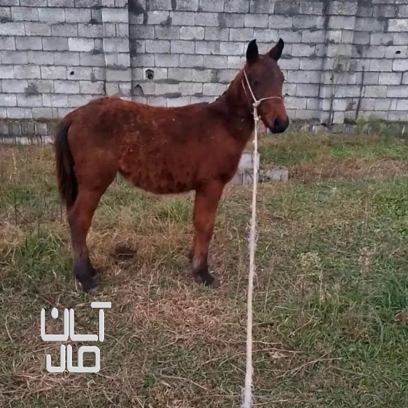 کره اسب ۷ ماهه