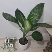 گل دیفن باخیا