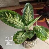 گل دیفن باخیا