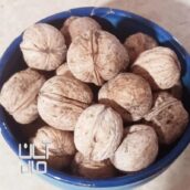 گردوی کاغذی