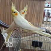 یک جفت عروس هلندی