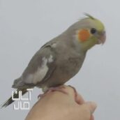 جوجه عروس هلندی