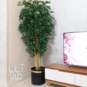 درخچه بامبو