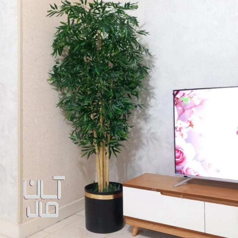 درخچه بامبو