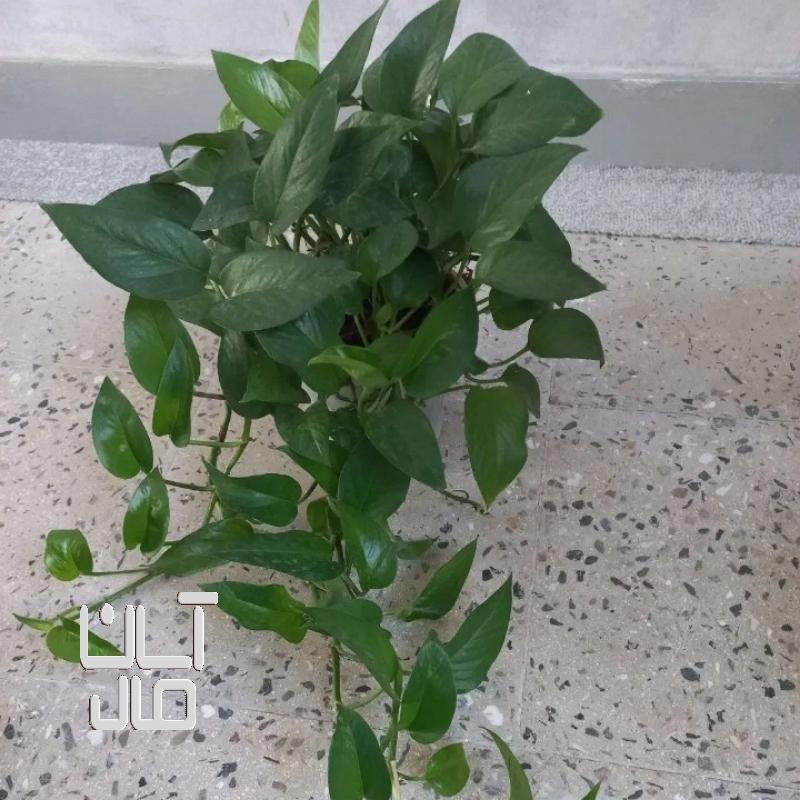 گل آپارتمانی