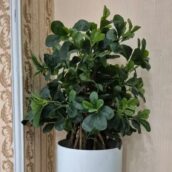 درخچه مصنوعی