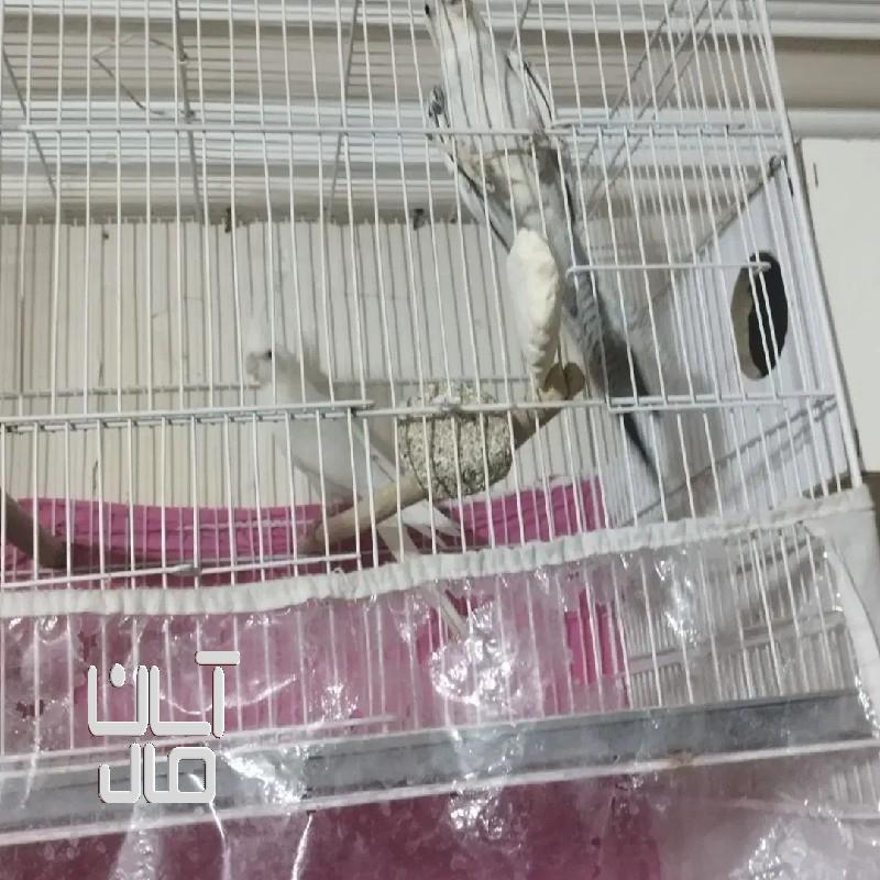 عروس هلندی با جوجه گرینچیک کوتوله راهب