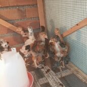 جوجه برهما پورسلن یکماهه