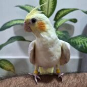 جوجه عروس هلندی