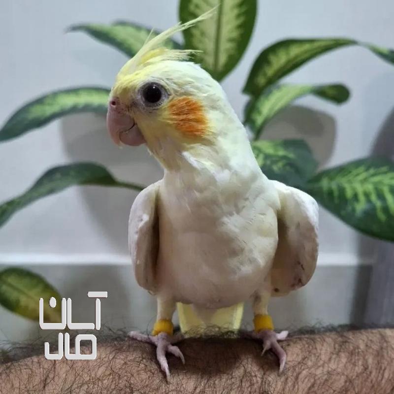 جوجه عروس هلندی