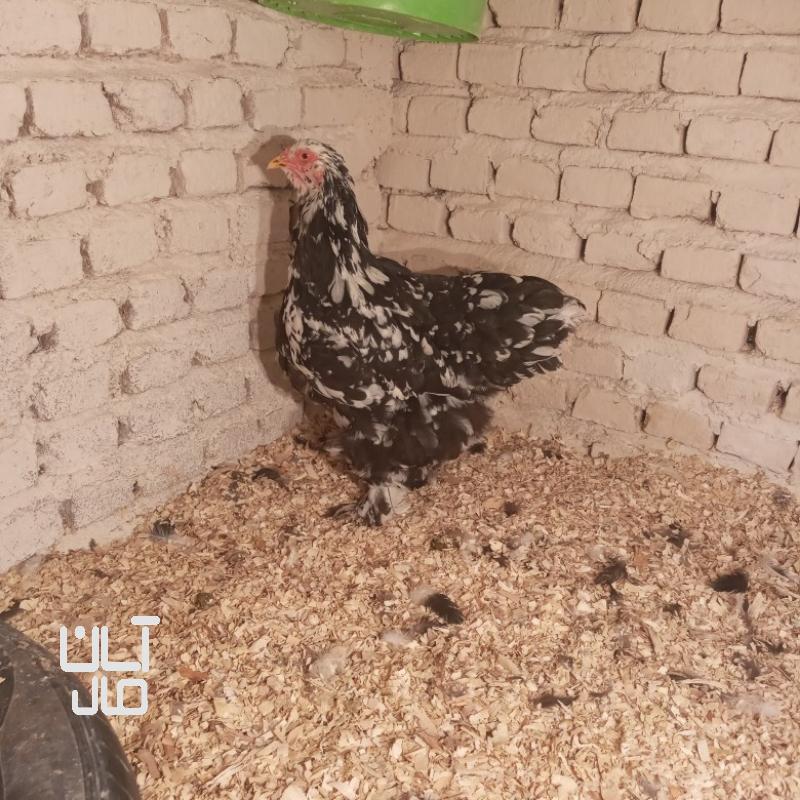 مرغ برهما بلکمتلد وارداتی