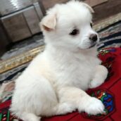 سگ پامرخرسی