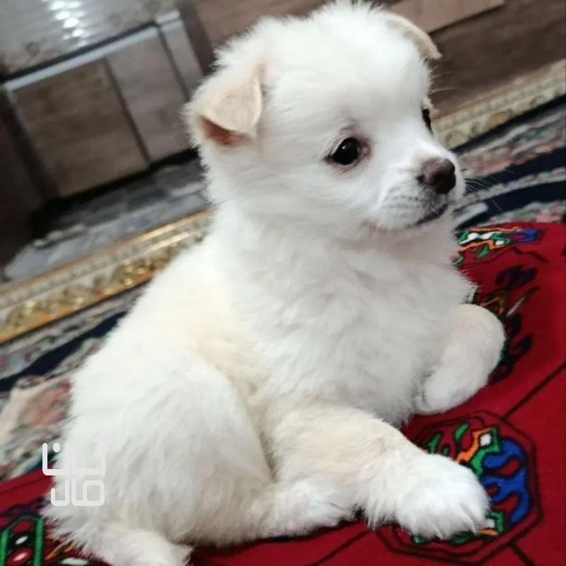 سگ پامرخرسی