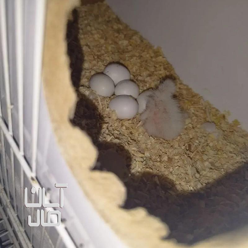 عروس هلندی با جوجه گرینچیک کوتوله راهب