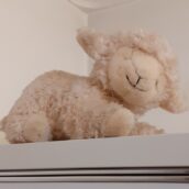 عروسک پولیشی