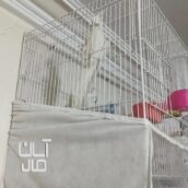 عروس هلندی با جوجه گرینچیک کوتوله راهب