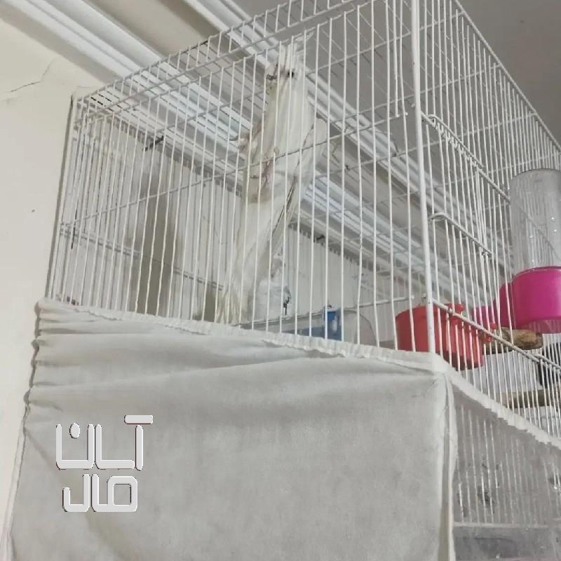 عروس هلندی با جوجه گرینچیک کوتوله راهب