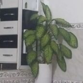 گل دیفن باخیا