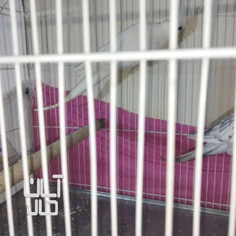 عروس هلندی با جوجه گرینچیک کوتوله راهب